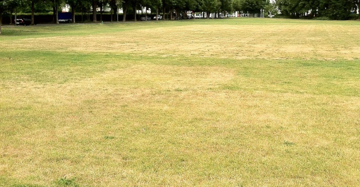 Dry Lawn